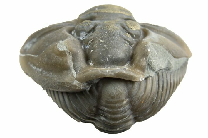 Wide Enrolled Flexicalymene Trilobite - Mt Orab, Ohio #329741